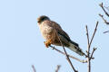 Kestrel