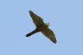 Kestrel