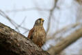 Kestrel