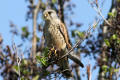 Kestrel