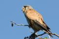 Kestrel