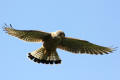 Kestrel