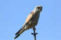 Kestrel