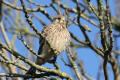 Kestrel