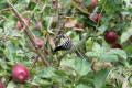 Lesser Spotted Woodpecker