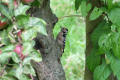 Lesser Spotted Woodpecker