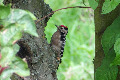 Lesser Spotted Woodpecker image from gardenbirdwatching.com