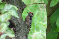 Lesser Spotted Woodpecker