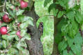 Lesser Spotted Woodpecker