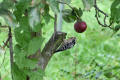 Lesser Spotted Woodpecker