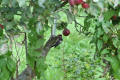 Lesser Spotted Woodpecker