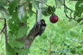 Lesser Spotted Woodpecker