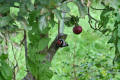 Lesser Spotted Woodpecker