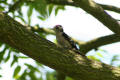 Lesser Spotted Woodpecker