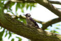 Lesser Spotted Woodpecker