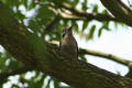 Lesser Spotted Woodpecker