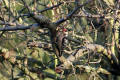 Lesser Spotted Woodpecker