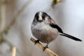 Long-tailed Tit image from gardenbirdwatching.com