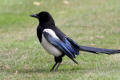 Magpie