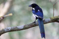 Magpie