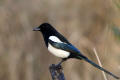 Magpie image from gardenbirdwatching.com