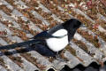 Magpie