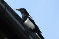 Magpie