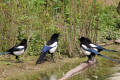 Magpie