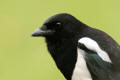 Magpie