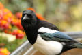 Magpie