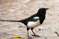 Magpie