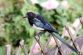 Magpie