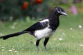 Magpie