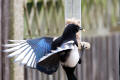 Magpie