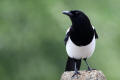 Magpie