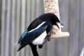 Magpie