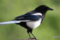 Magpie