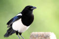 Magpie