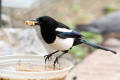 Magpie