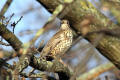 Mistle Thrush