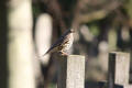 Mistle Thrush