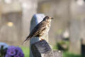 Mistle Thrush