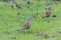 Mistle Thrush