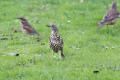 Mistle Thrush