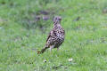 Mistle Thrush