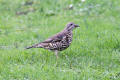 Mistle Thrush