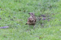 Mistle Thrush