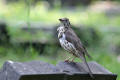 Mistle Thrush