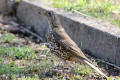 Mistle Thrush