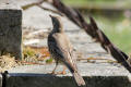 Mistle Thrush